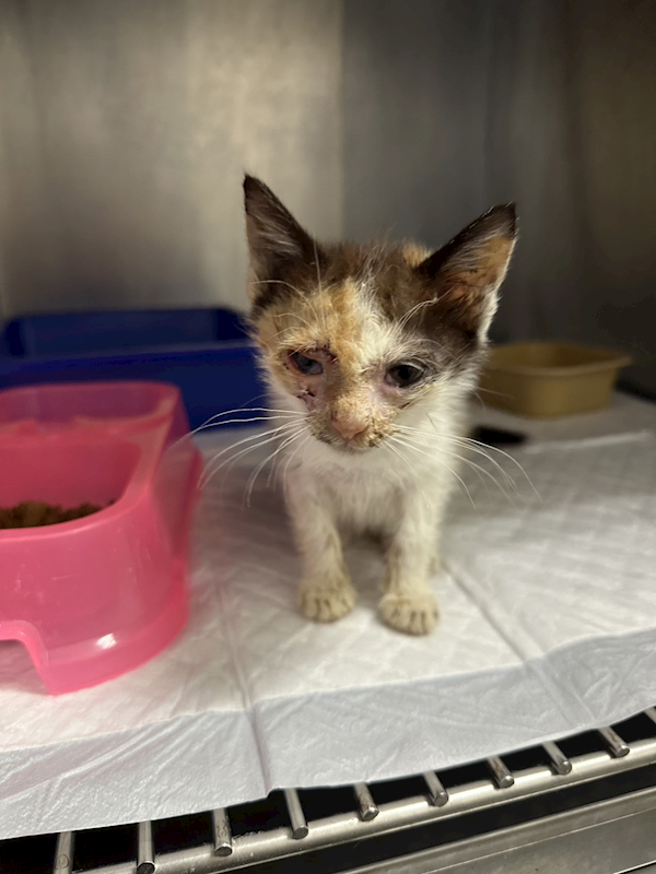 桃園市動物保護教育園區,編號:413303, 混種貓                 