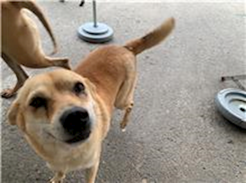 屏東縣公立犬貓中途之家,編號:64842, 混種犬          