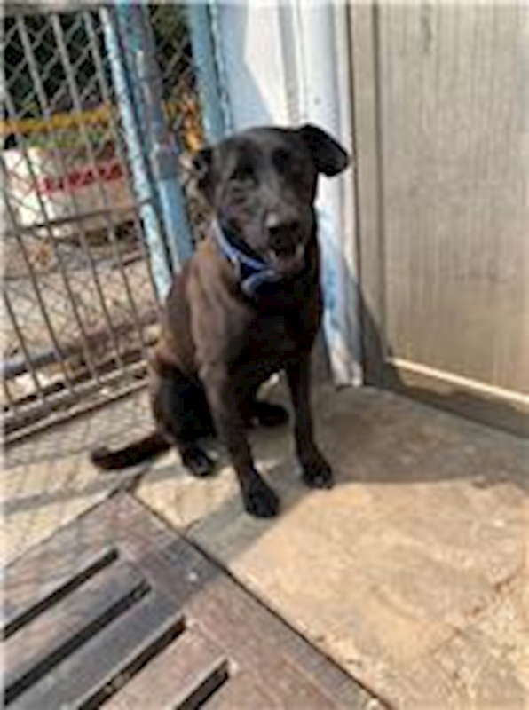 屏東縣公立犬貓中途之家,編號:64644, 混種犬          