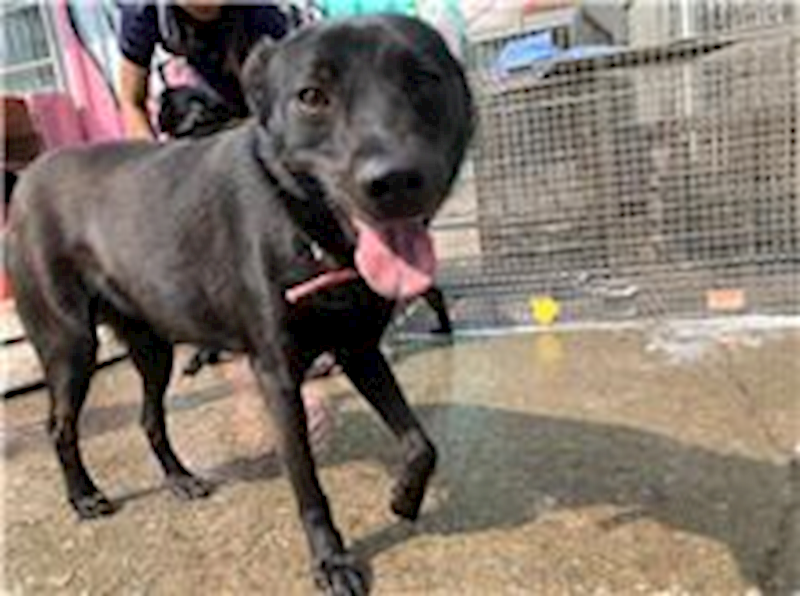 屏東縣公立犬貓中途之家,編號:64888, 混種犬          