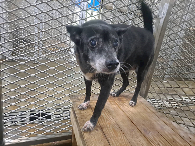 屏東縣公立犬貓中途之家,編號:64651, 混種犬          