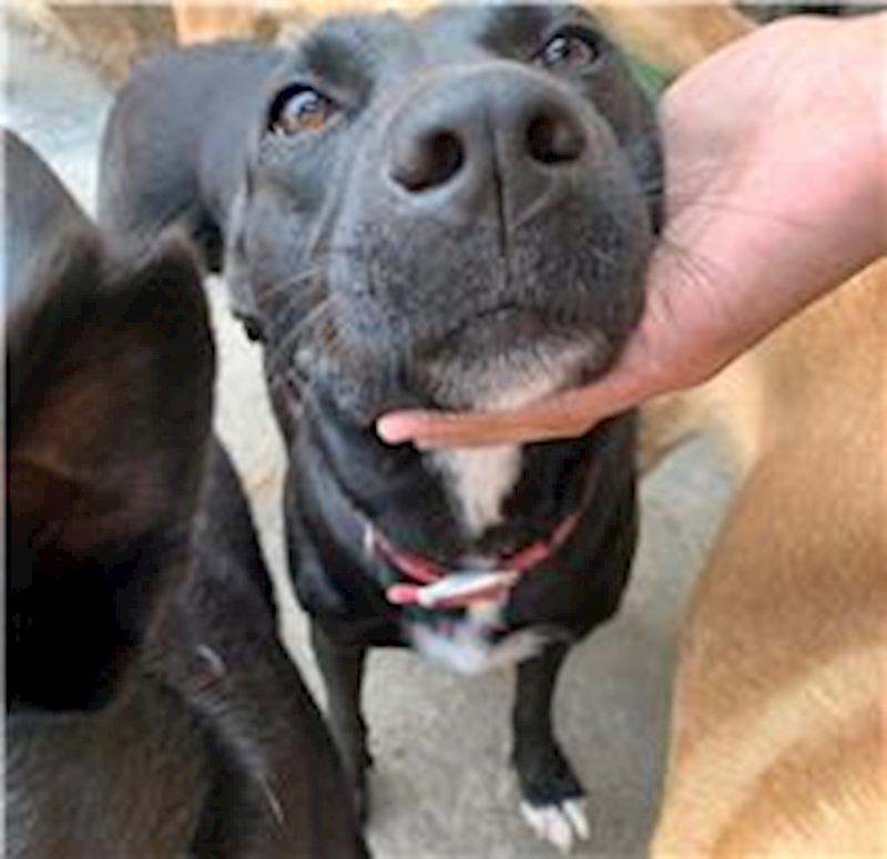 屏東縣公立犬貓中途之家,編號:64900, 混種犬          
