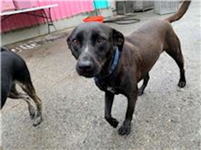 屏東縣公立犬貓中途之家,編號:64902, 混種犬          