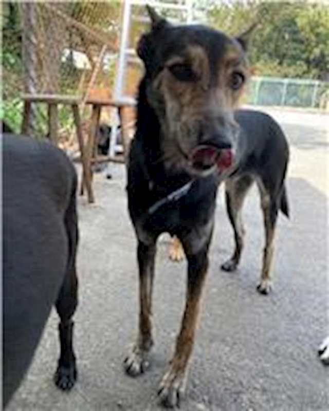 屏東縣公立犬貓中途之家,編號:64809, 混種犬          