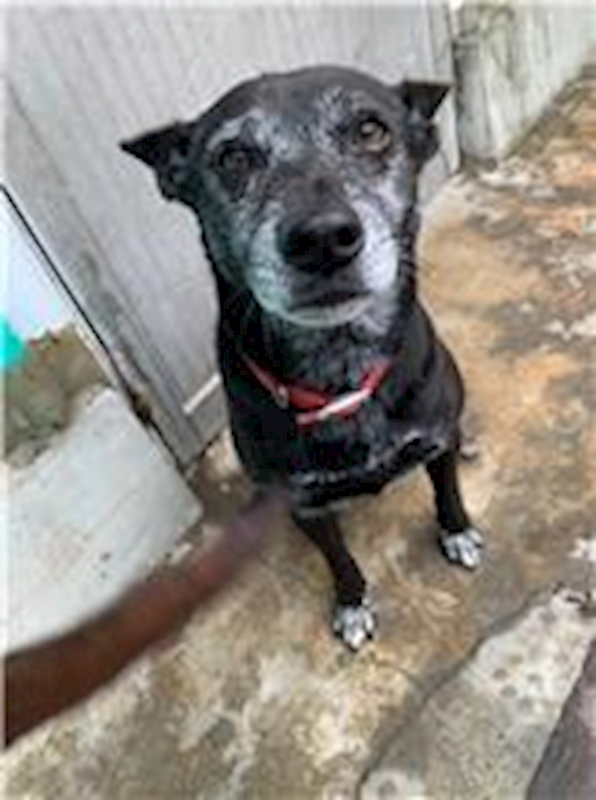 屏東縣公立犬貓中途之家,編號:64865, 混種犬          