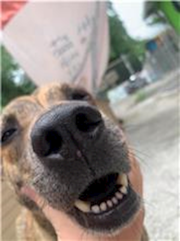 屏東縣公立犬貓中途之家,編號:167596, 混種犬          