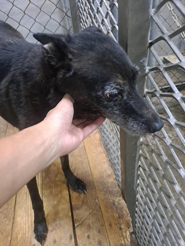 屏東縣公立犬貓中途之家,編號:64653, 混種犬          