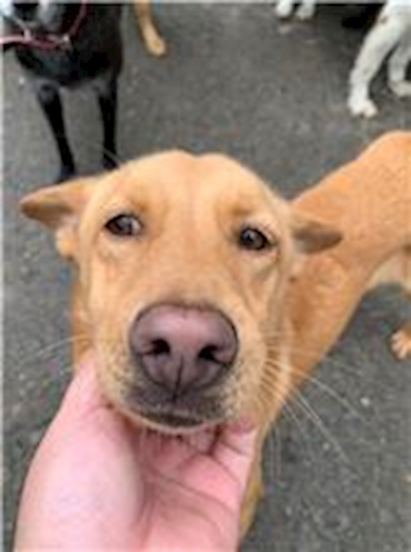 屏東縣公立犬貓中途之家,編號:69650, 混種犬          