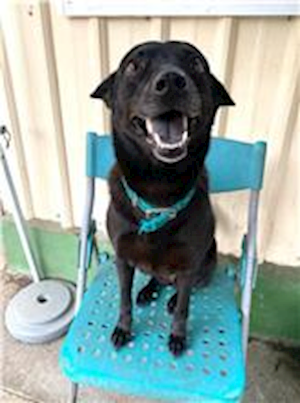 屏東縣公立犬貓中途之家,編號:64885, 混種犬          