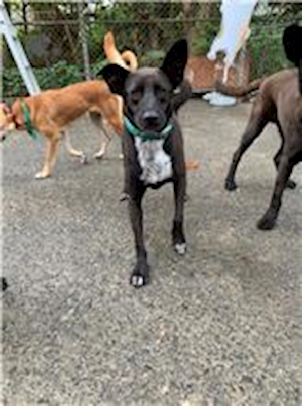 屏東縣公立犬貓中途之家,編號:64901, 混種犬          