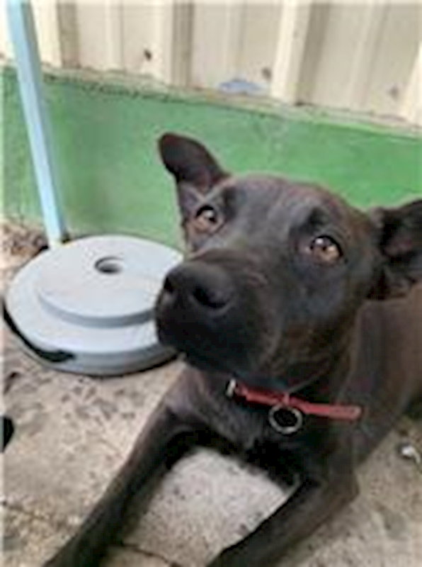 屏東縣公立犬貓中途之家,編號:64801, 混種犬          