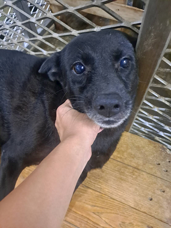屏東縣公立犬貓中途之家,編號:64652, 混種犬          
