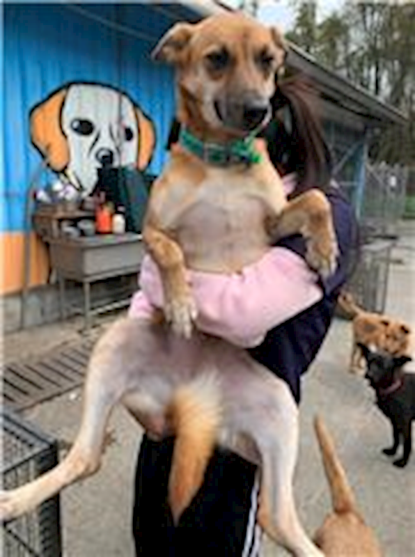 屏東縣公立犬貓中途之家,編號:64803, 混種犬          