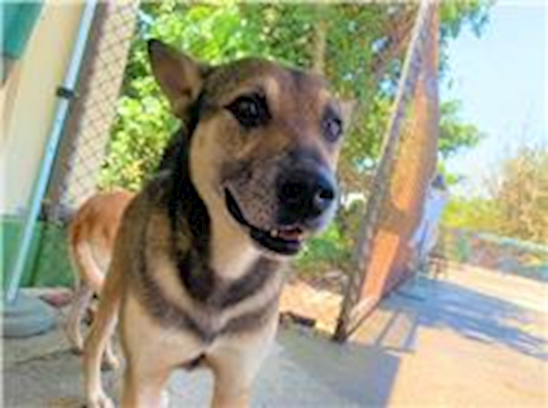 屏東縣公立犬貓中途之家,編號:134729, 混種犬          