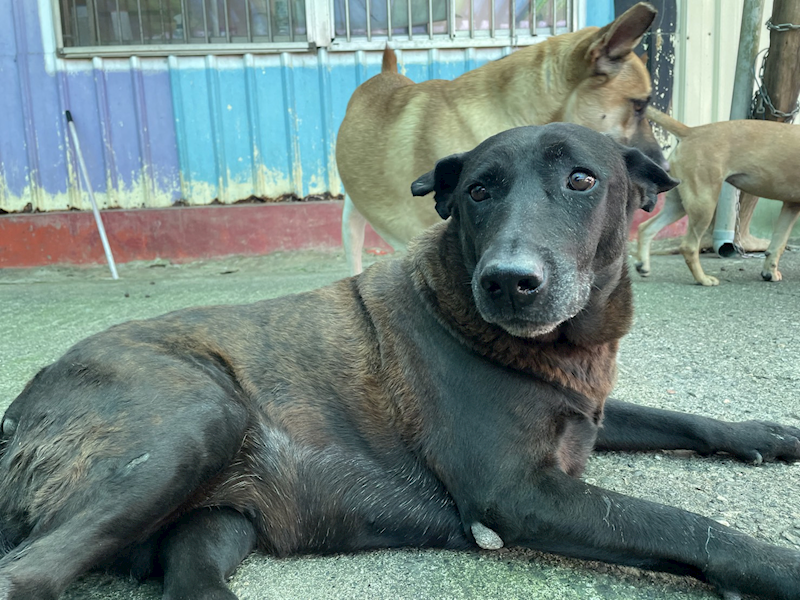 屏東縣公立犬貓中途之家,編號:342790, 混種犬          