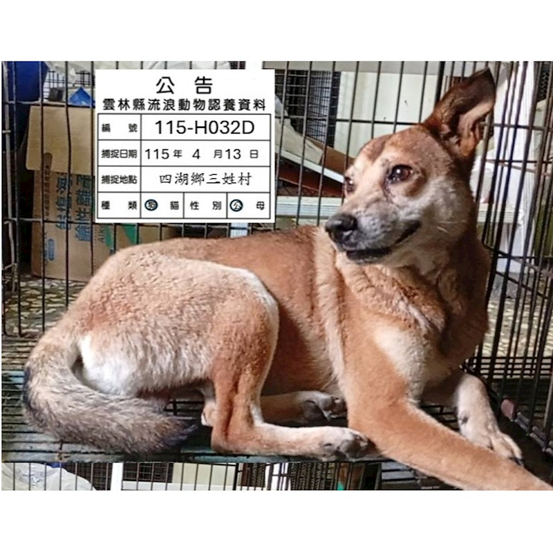 雲林縣流浪動物收容所,編號:449901, 混種犬          