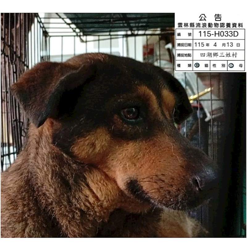 雲林縣流浪動物收容所,編號:449902, 混種犬          