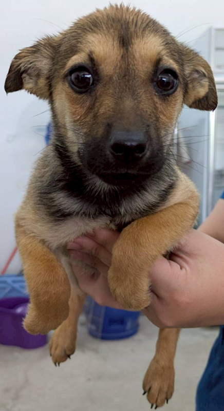 花蓮縣狗貓躍動園區,編號:446106, 混種犬          
