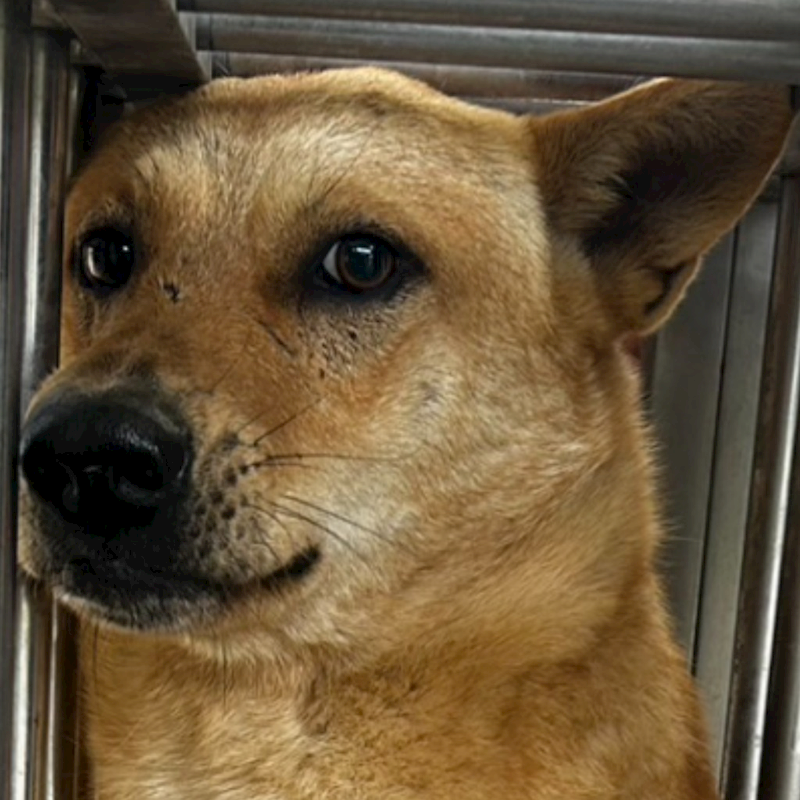 澎湖縣流浪動物收容中心,編號:357972, 混種犬          