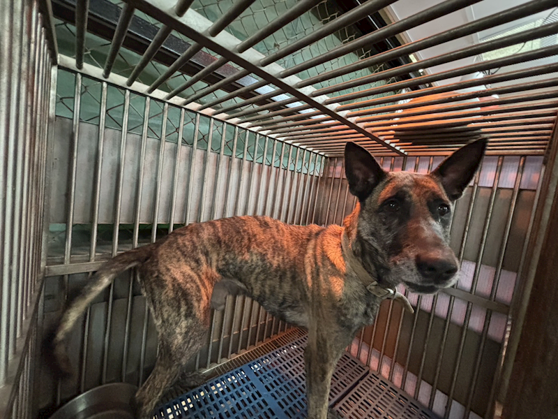 新北市五股區公立動物之家,編號:391934, 混種犬          