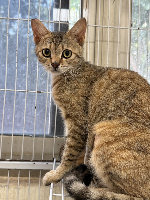 苗栗縣動物保護教育園區,編號:449088, 混種貓                 