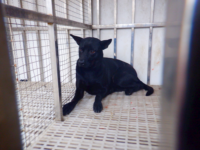 南投縣公立動物收容所,編號:450438, 混種犬          