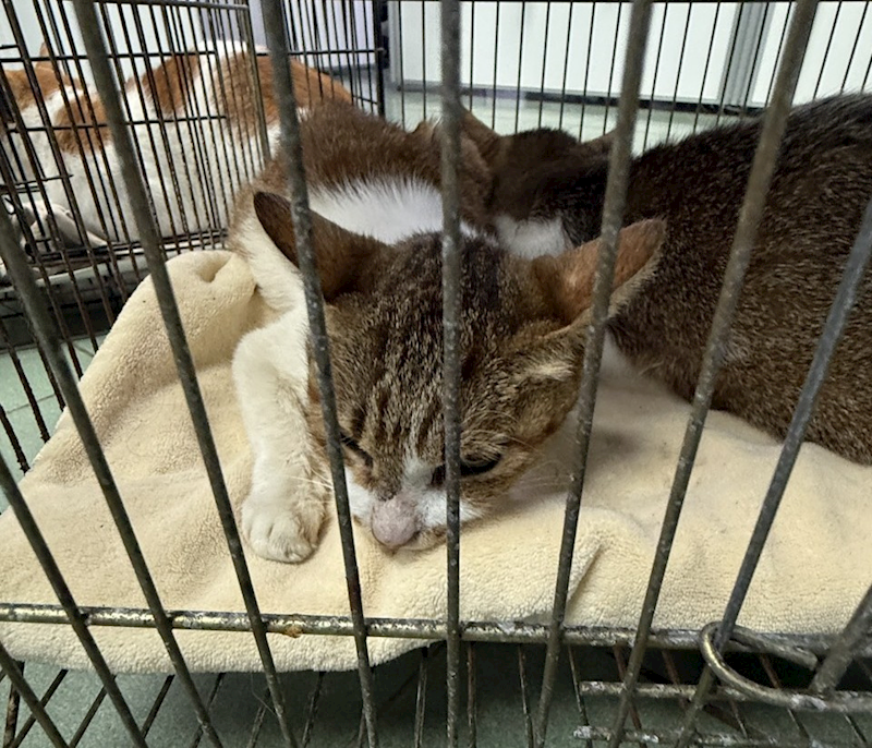 臺南市動物之家善化站,編號:450465, 混種貓                 