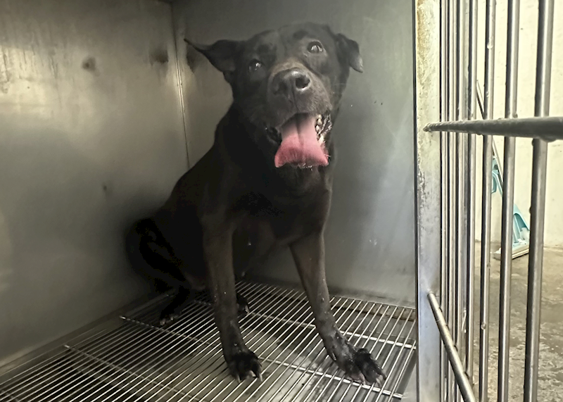 臺北市動物之家,編號:450489, 混種犬          