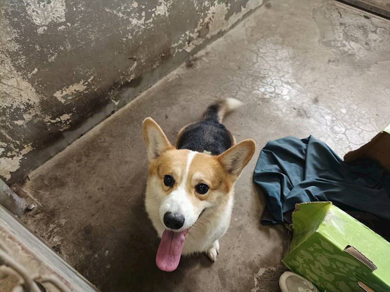 新竹市動物保護教育園區,編號:450642, 威爾斯柯基犬              