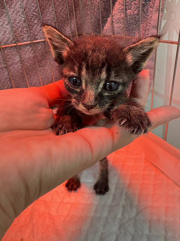 新北市八里區公立動物之家,編號:450652, 混種貓                 