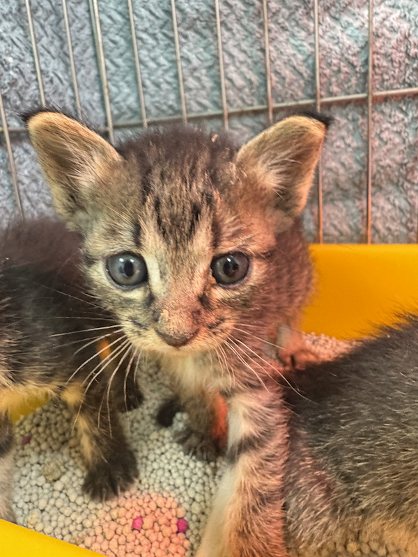 新北市八里區公立動物之家,編號:450650, 混種貓                 