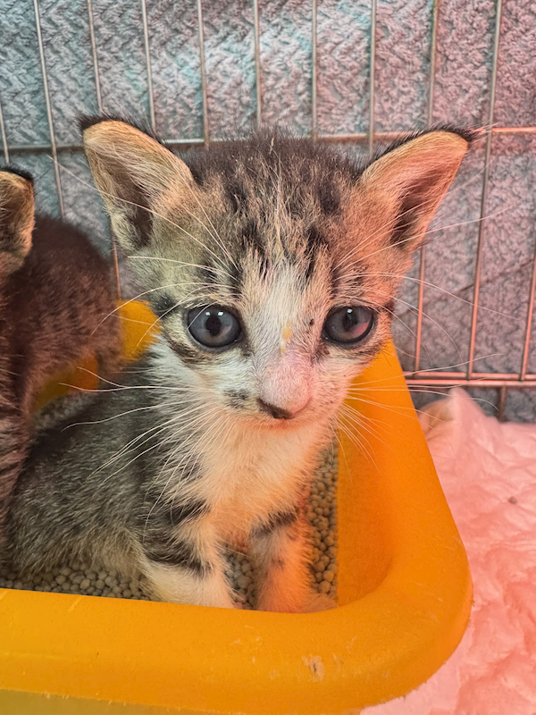 新北市八里區公立動物之家,編號:450649, 混種貓                 