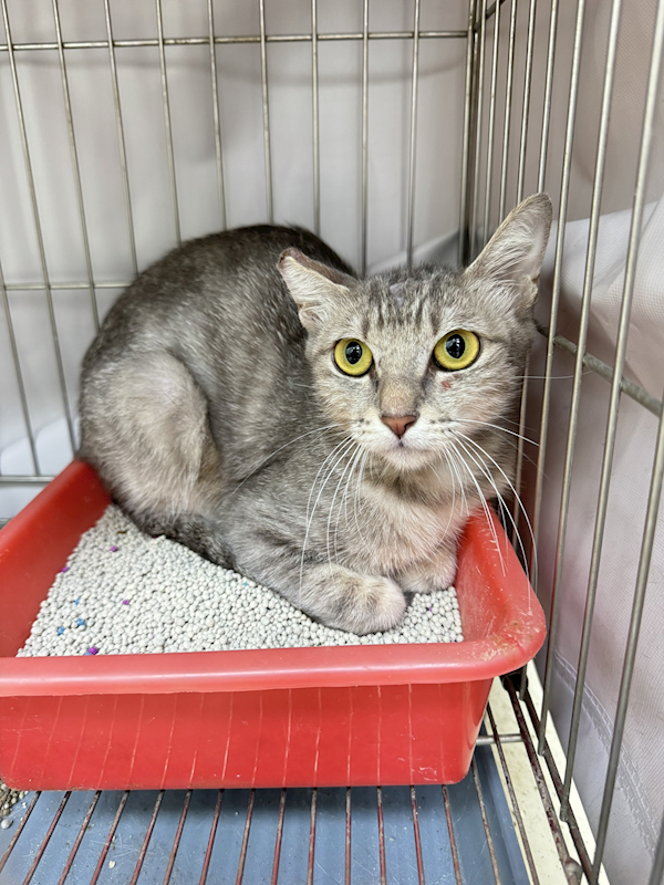 新北市八里區公立動物之家,編號:450643, 混種貓                 