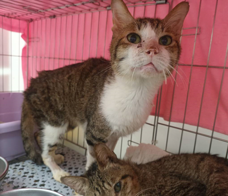 新北市板橋區公立動物之家,編號:450832, 混種貓                 