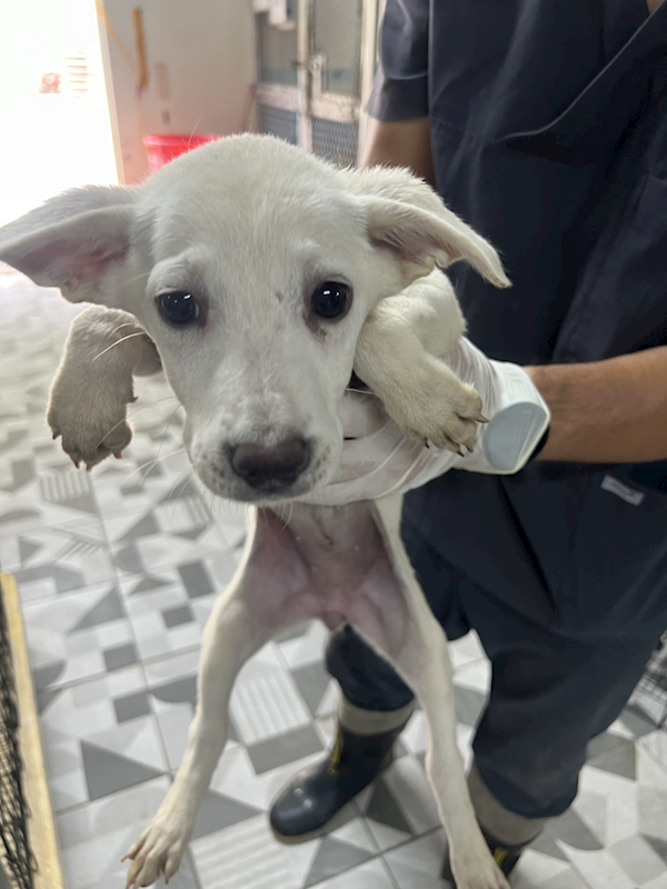 苗栗縣動物保護教育園區,編號:450825, 混種犬          