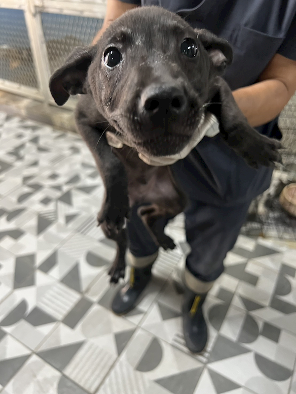 苗栗縣動物保護教育園區,編號:450824, 混種犬          