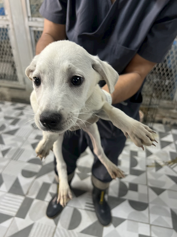 苗栗縣動物保護教育園區,編號:450822, 混種犬          