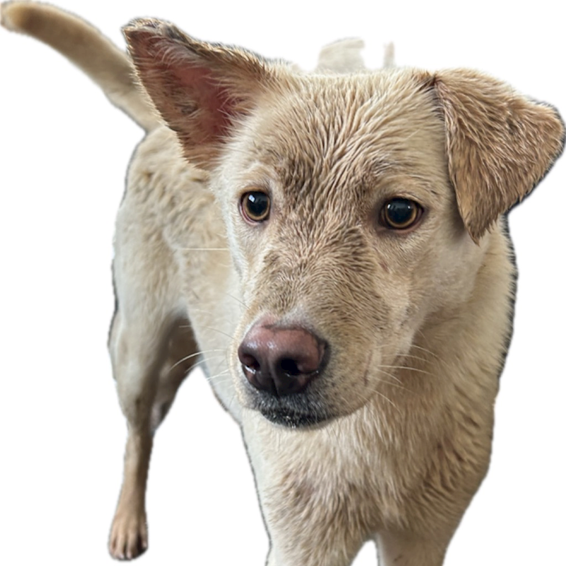 澎湖縣流浪動物收容中心,編號:315889, 混種犬          