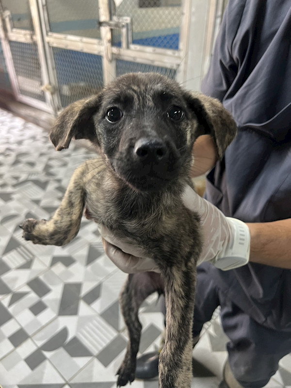苗栗縣動物保護教育園區,編號:450821, 混種犬          