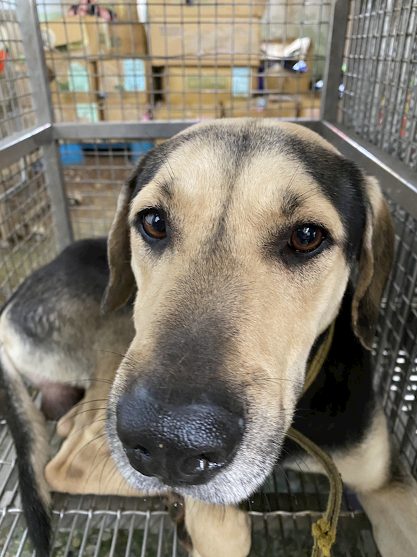 臺南市動物之家善化站,編號:450730, 混種犬          