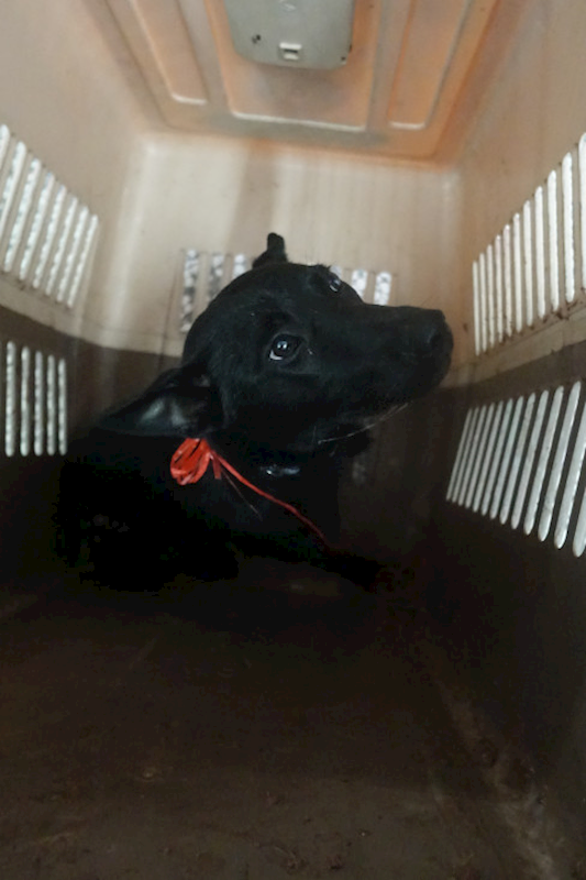 宜蘭縣流浪動物中途之家,編號:450800, 混種犬          