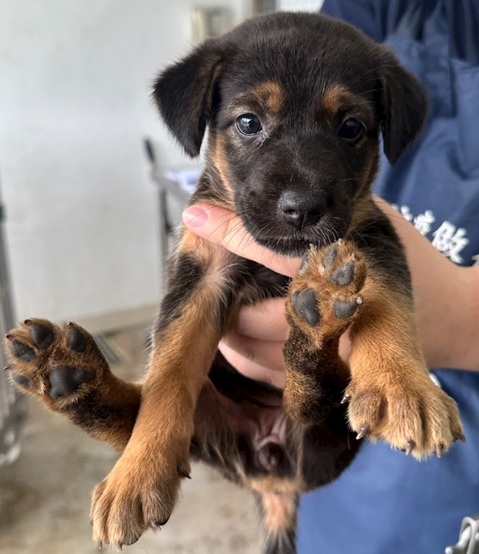 花蓮縣狗貓躍動園區,編號:410049, 混種犬          