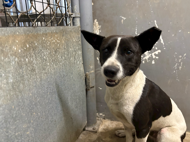 新竹市動物保護教育園區,編號:450737, 混種犬          