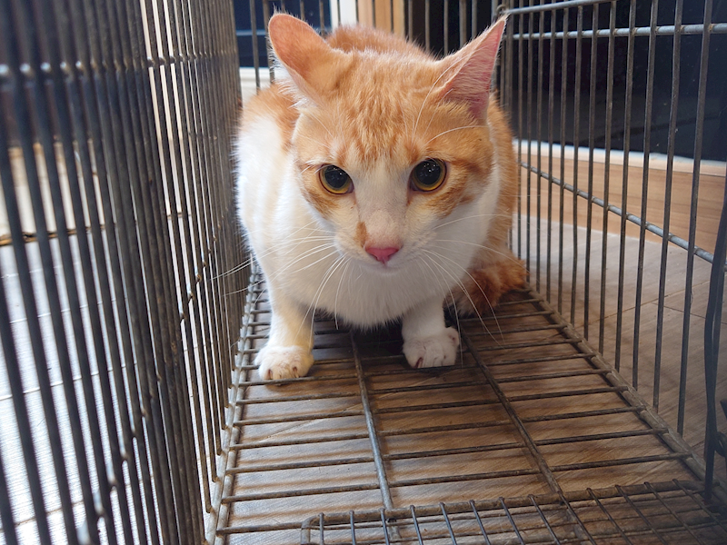 新北市中和區公立動物之家,編號:450669, 混種貓                 