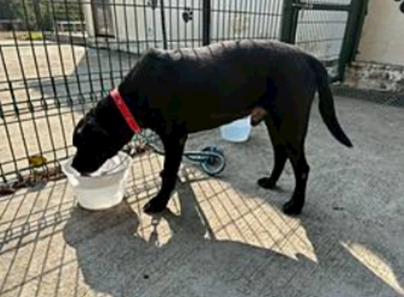 連江縣動物之家,編號:450530, 拉不拉多犬