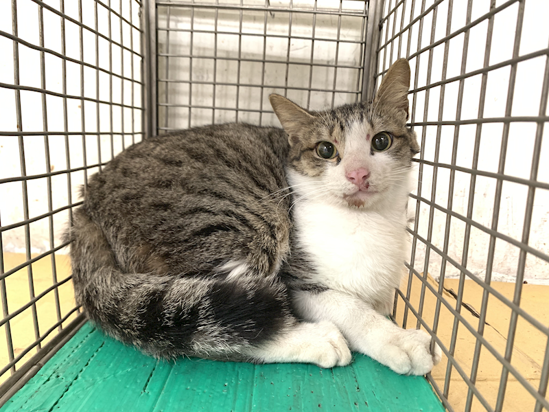 臺北市動物之家,編號:443551, 混種貓                 