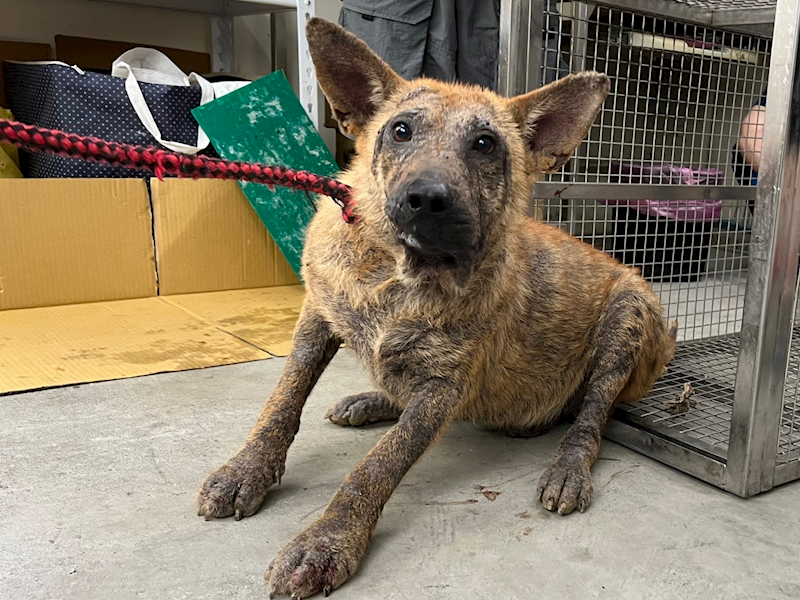 臺北市動物之家,編號:360007, 混種犬          