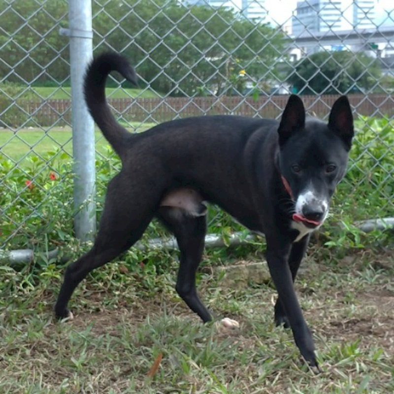 臺北市動物之家,編號:231640, 混種犬          