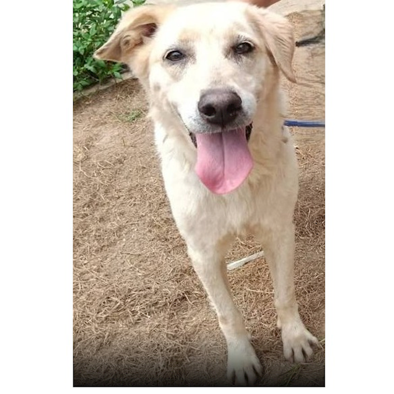 連江縣動物之家,編號:273378, 混種犬          