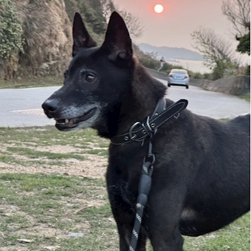 連江縣動物之家,編號:439249, 混種犬          